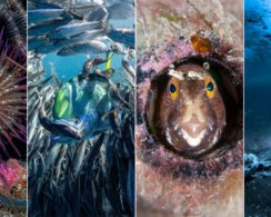 Объявлены победители The Underwater Photographer of the Year: 12 крутых подводных кадров